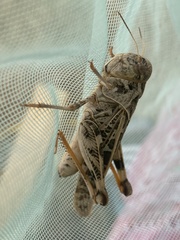 Hippiscus ocelote