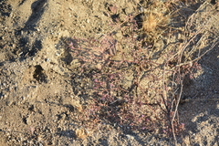 Chorizanthe fimbriata