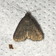 Idia diminuendis