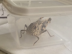 Hippiscus ocelote