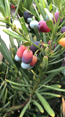 Podocarpus macrophyllus