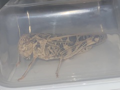 Hippiscus ocelote