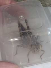Hippiscus ocelote