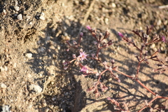 Chorizanthe fimbriata