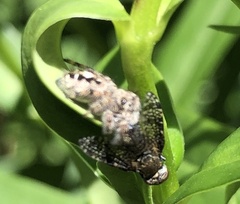 Platystoma seminationis