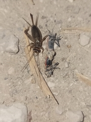 Eumodicogryllus bordigalensis