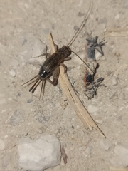 Eumodicogryllus bordigalensis