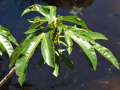 Jatropha variifolia image