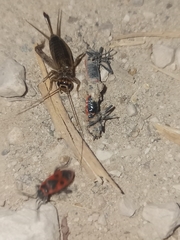 Eumodicogryllus bordigalensis