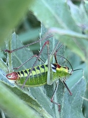 Poecilimon thoracicus