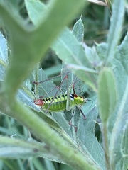 Poecilimon thoracicus