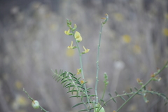 Astragalus douglasii