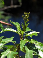 Jatropha variifolia image