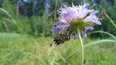 Andrena hattorfiana