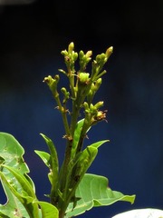 Jatropha variifolia image