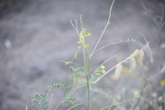 Astragalus douglasii
