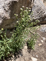 Erigeron lonchophyllus
