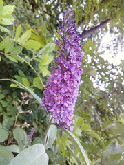 Buddleja davidii