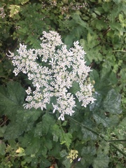 Heracleum sphondylium