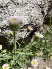 Erigeron lonchophyllus