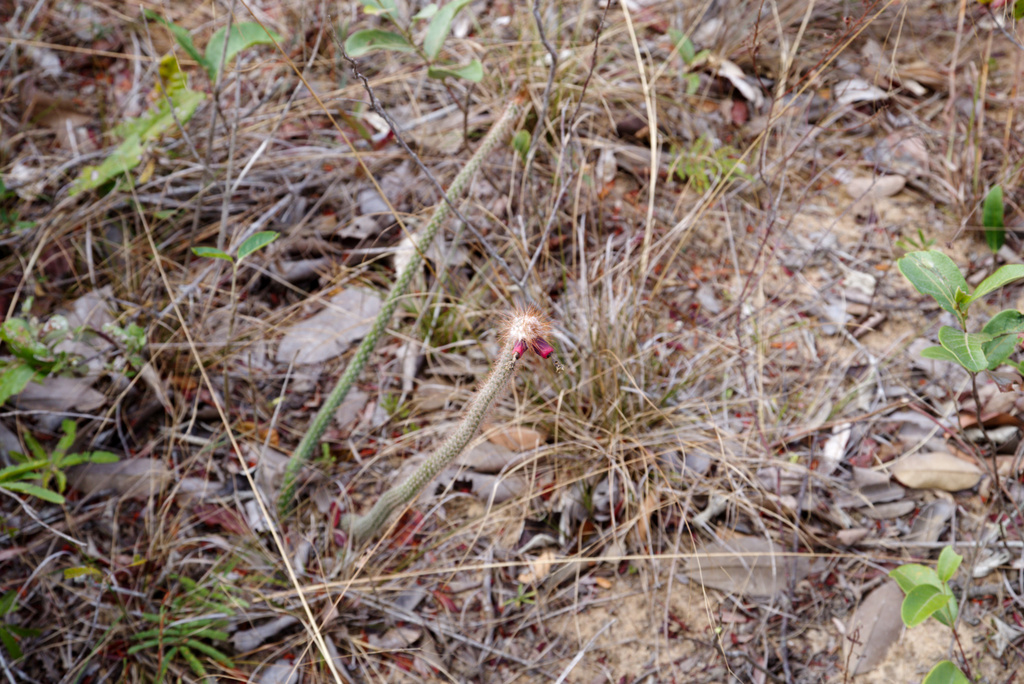 Arrojadoa multiflora