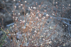 Eriogonum grande