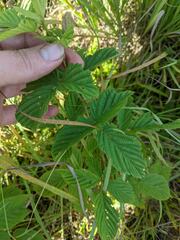 Rubus argutus