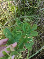 Rubus argutus