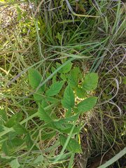 Rubus argutus