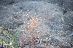 Eriogonum grande
