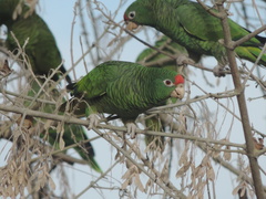 Amazona tucumana