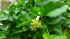 Urceola polymorpha