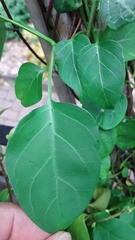 Urceola polymorpha