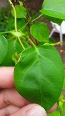 Urceola polymorpha