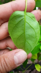 Urceola polymorpha