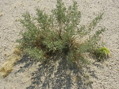 Pechuel-loeschea leubnitziae