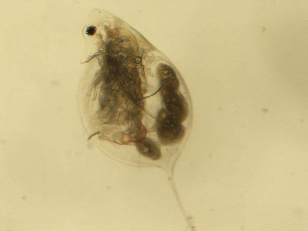 Daphnia mendotae