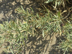 Pechuel-loeschea leubnitziae