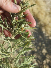 Pechuel-loeschea leubnitziae