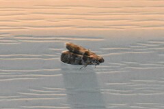 Actrix nyssaecolella