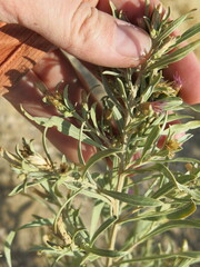 Pechuel-loeschea leubnitziae