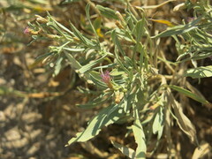 Pechuel-loeschea leubnitziae