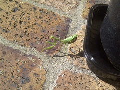 Miomantis caffra