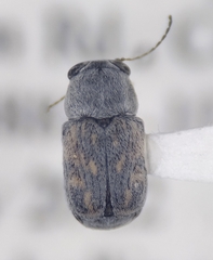 Pachybrachis wickhami