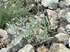 Chaenactis thompsonii