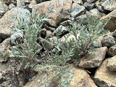 Chaenactis thompsonii