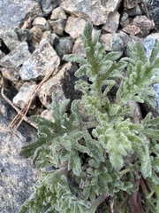 Chaenactis thompsonii