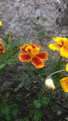 Tagetes lunulata
