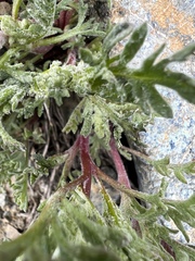 Chaenactis thompsonii