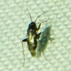 Spanagonicus albofasciatus